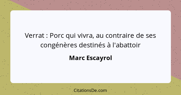 Verrat : Porc qui vivra, au contraire de ses congénères destinés à l'abattoir... - Marc Escayrol