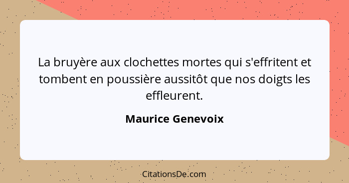 La bruyère aux clochettes mortes qui s'effritent et tombent en poussière aussitôt que nos doigts les effleurent.... - Maurice Genevoix