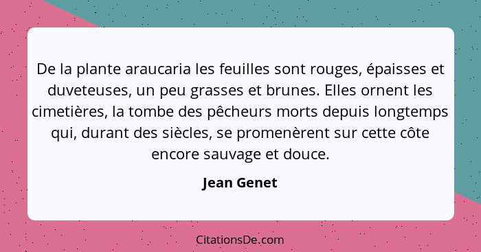 De la plante araucaria les feuilles sont rouges, épaisses et duveteuses, un peu grasses et brunes. Elles ornent les cimetières, la tombe... - Jean Genet