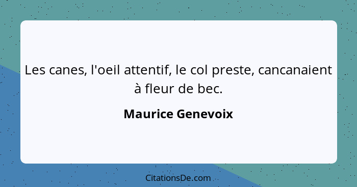 Les canes, l'oeil attentif, le col preste, cancanaient à fleur de bec.... - Maurice Genevoix