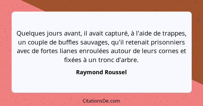 Quelques jours avant, il avait capturé, à l'aide de trappes, un couple de buffles sauvages, qu'il retenait prisonniers avec de forte... - Raymond Roussel