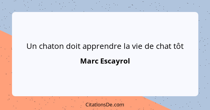 Un chaton doit apprendre la vie de chat tôt... - Marc Escayrol