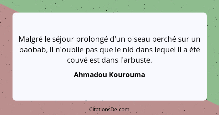 Malgré le séjour prolongé d'un oiseau perché sur un baobab, il n'oublie pas que le nid dans lequel il a été couvé est dans l'arbust... - Ahmadou Kourouma