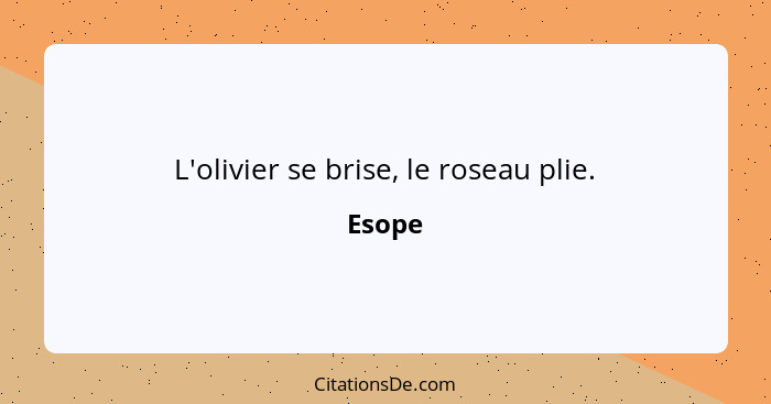 L'olivier se brise, le roseau plie.... - Esope