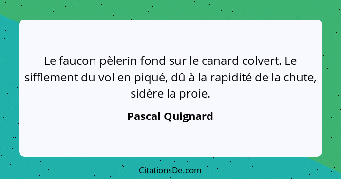 Le faucon pèlerin fond sur le canard colvert. Le sifflement du vol en piqué, dû à la rapidité de la chute, sidère la proie.... - Pascal Quignard